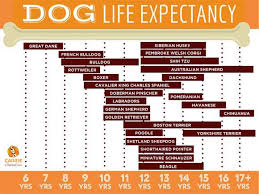 Life Expectancy Of Dogs How Long Will My Dog Live