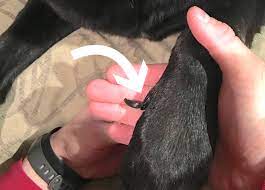 dewclaw removal in dogs when is it