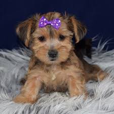 Yorkshire terrier · arlington, va. Yorkie Mix Puppies For Sale In Pa Yorkie Mixed Puppy Adoptions