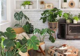 Houseplants Care Growing Guides