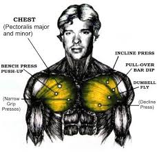 This is a table of skeletal muscles of the human anatomy. The Chest Muscles Anatomy