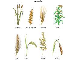 barley noun definition pictures