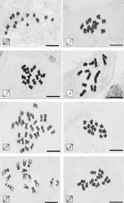 Metaphase chromosomes of Onobrychis taxa. 1-O. caput-galli; 2-O ...