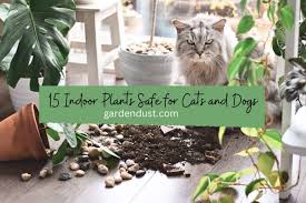 15 Indoor Plants Safe For Cats And Dogs