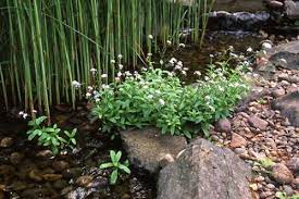Small Plants For Small Ponds About