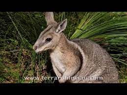 bridled nail tail wallaby you