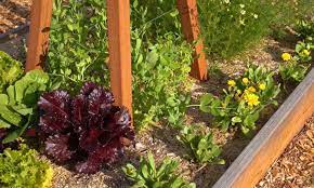 Raised Bed Herb Garden Spicing Things