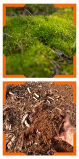 what is peat moss landzie