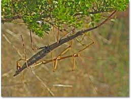 walking stick insect desertusa