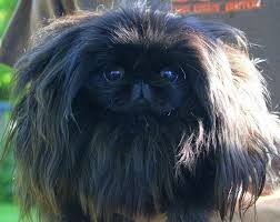Contact our team to schedule your pet's appointment. Image Result For Pekingese Chihuahua Pekingese Puppies Pekingese Pekingese Dogs