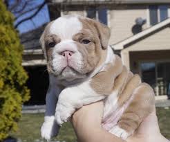 French bulldogs for sale, french bulldog breeders. Lilac Fawn Male Lives In New York Baytown Bulldogs