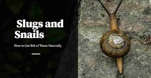 get rid of slugs and snails naturally