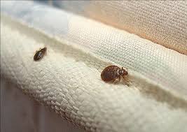 Bed Bugs And Travel Japco Pest