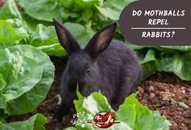 do moth repel rabbits