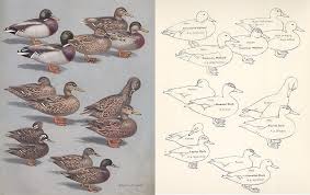 Mallard Mottled Laysan And Hawaiian Ducks Birds Duck