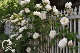 Rose For Your Chicago Garden