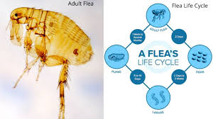 get rid of flea