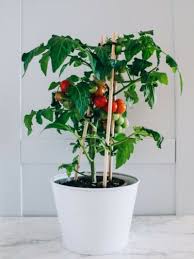 Container Tomatoes Tips On Growing