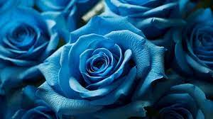 meaning of blue roses history and