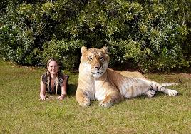 Meet the top 10 biggest cats in the world. A History Of Big Cats As Another Maine Coon Becomes The World S Longest Feline Guinness World Records