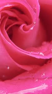 nc67 love romantic rose pink red