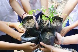 Download and use 100,000+ tree planting stock photos for free. Children Are Planting Trees Together Stock Photo Image Of Plant Nature 112154930