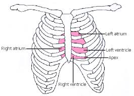 In this article, we shall look at the anatomy of the ribs. Positioning Of The Heart