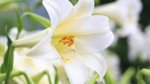 understanding the toxicity of lilies