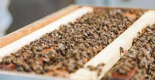 new bee sanctuary provides e for