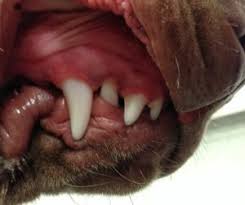 Missing teeth actual patient of dr. Base Narrow Canines The Ultimate Guide Sydney Pet Dentistry