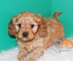 Get a boxer, husky, german shepherd, pug, and more on kijiji, canada's #1 local classifieds. Cavapoo Puppies For Adoption The Y Guide