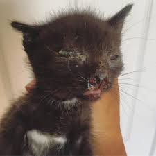 kitten found with eyes crusted shut