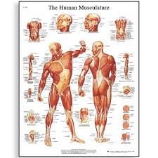 Human Muscle Diagram Education Subject