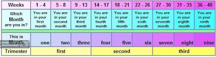 Weeks Months Trimesters Chart Babycenter