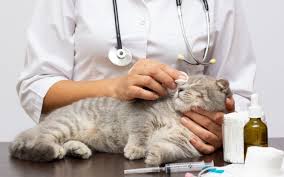 papillomas in cats causes care