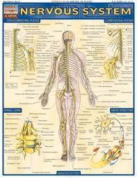 Nervous System Quick Study Guide
