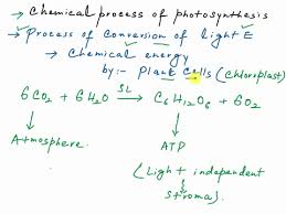 Of Photosynthesis As Reactants