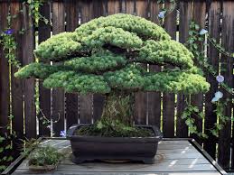 this bonsai survived hiroshima but its