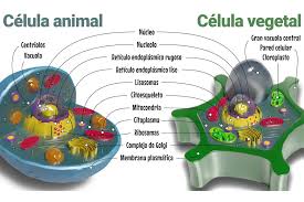 diferencia entre una célula y