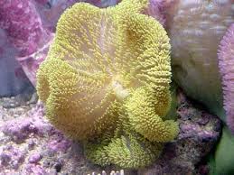 clam specials for your reef aquarium