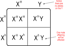 Image result for x linked punnett square problems