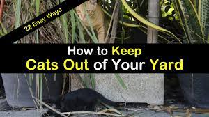 how to keep cats out of your yard 22