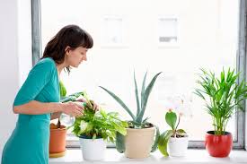 How To Keep Insects Out Of Houseplants