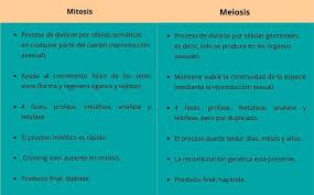 Ahora bien, la meiosis se diferencia de la mitosis en aspectos claves. Diferencias Entre Mitosis Y Meiosis