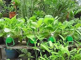 Our Vegetable Garden At Home Tips On Making A Home Garden Steemit