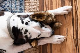 Dog Urine Smell From Hardwood Floors