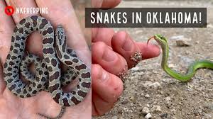 looking for snakes in oklahoma