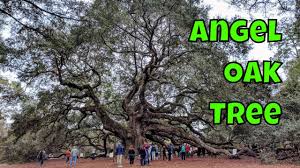 angel oak tree oldest oak tree east of