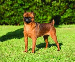 breeds that dont shed major up to
