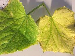 Cucumber plant leaves yellowing